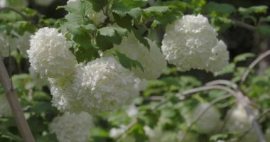 Kalın açan Guelder gülü ya da Viburnum opulus. Avrupa kranrybush çeşitleri Roseum veya Boule de Neige veya Steril.