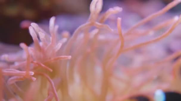 Macro footage of swaying tentacles of Corkscrew tentacle sea anemone or Macrodactyla doreensis. — Stock Video