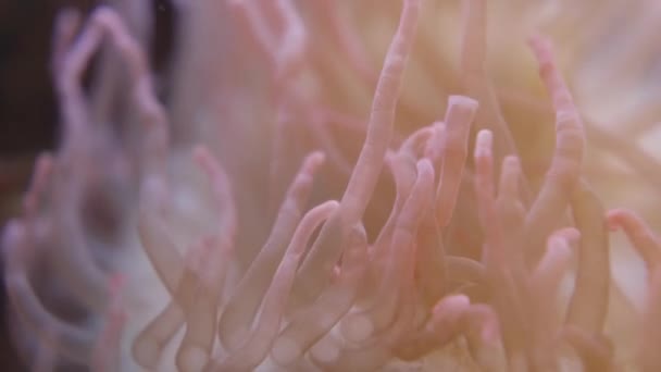 Imagens macro de tentáculos lentamente balançando do tentáculo Corkscrew anêmona do mar ou Macrodactyla doreensis. — Vídeo de Stock