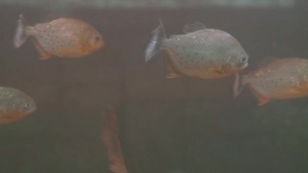 Grupo de pirañas o pirambebas flotan en tanque especial. Serrasalmus son depredadores peligrosos. — Vídeos de Stock