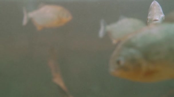 Grupa piranii lub pirambebasów pływa w specjalnym zbiorniku. Serrasalmus to niebezpieczne drapieżniki.. — Wideo stockowe