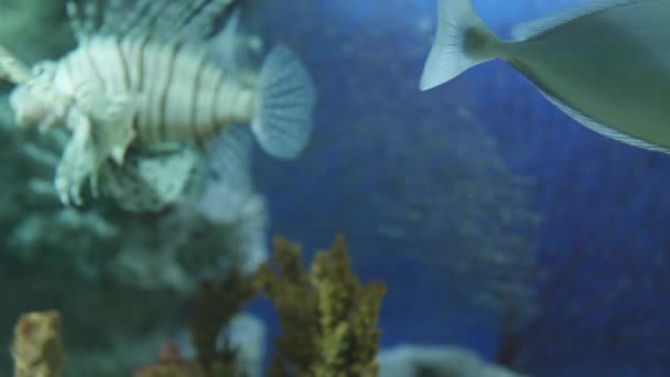 Peixe-gatilho laranja ou Balistapus undulatus. Demersal triggerfish flutua em aquário especial. — Vídeo de Stock