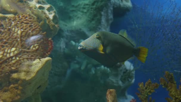 Pez gatillo forrado de naranja o Balistapus undulatus. El pez gatillo demersal flota en un acuario especial. — Vídeos de Stock