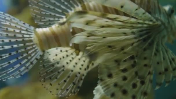 Červený lvice, Pterois volitans nebo Zebrafish. Jedovaté korálové útesy ryby plave ve speciální akvarijní nádrži. — Stock video