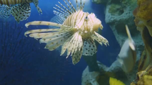 Roter Feuerfisch, Pterois volitans oder Zebrafisch. Giftige Korallenrifffische schwimmen in speziellem Aquarienbecken. — Stockvideo