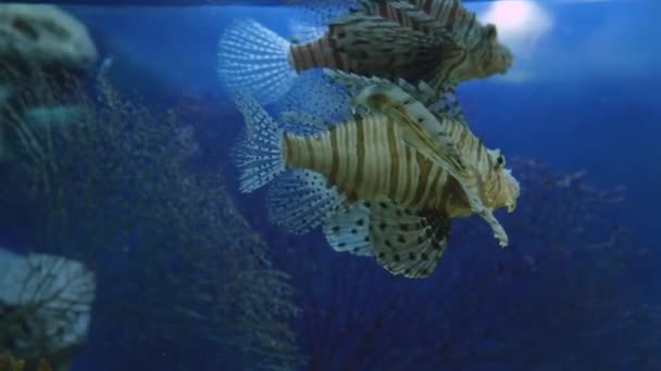 Roter Feuerfisch, Pterois volitans oder Zebrafisch. Giftige Korallenrifffische schwimmen in speziellem Aquarienbecken. — Stockvideo