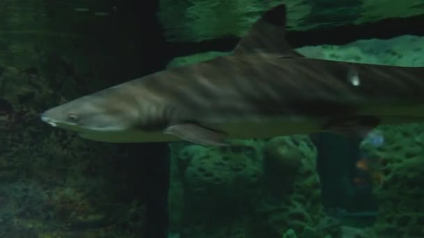 Schwarzspitzenhai oder Carcharhinus limbatus. Gefährliches Raubtier schwimmt in Spezialbecken. — Stockvideo