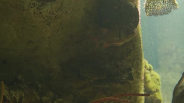 Soldierfish ή Myripristis murdjan. Κόκκινο χρώμα αρπακτικό ψάρια επιπλέει σε ειδική δεξαμενή. — Αρχείο Βίντεο