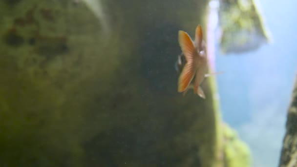 Soldierfish ή Myripristis murdjan. Κόκκινο χρώμα αρπακτικό ψάρια επιπλέει σε ειδική δεξαμενή. — Αρχείο Βίντεο