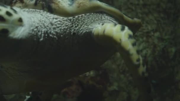 Морська черепаха Логгерхед або Caretta caretta плаває в спеціальному резервуарі . — стокове відео