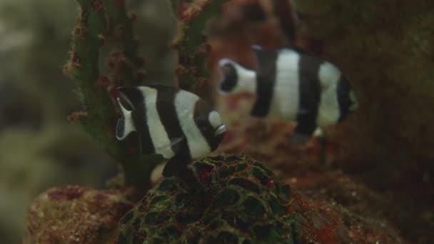 Dascyllus aruanus, známý jako běloocasý dascyllus nebo humbug damselfish. Pár ryb plave ve speciální nádrži. — Stock video