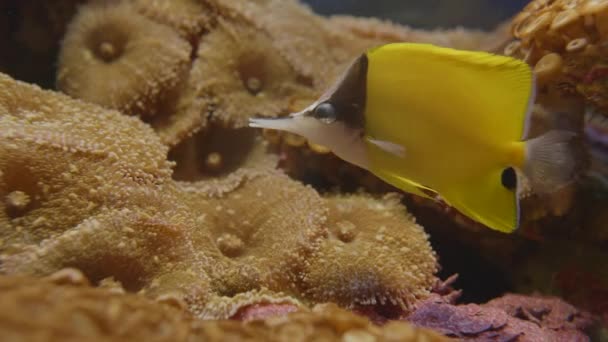 Koppar band fjärilsfisk eller Chelmon rostratus, även känd som näbbade korall fisk. Färgglada fiskar simmar i särskild tank. — Stockvideo