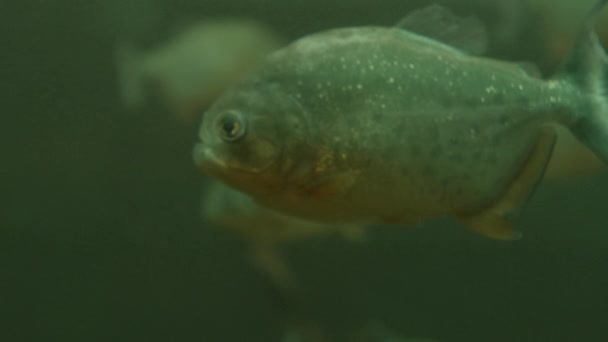 Grupo de piranhas ou pirambebas flutuam em tanque especial. Serrasalmus são predadores perigosos. — Vídeo de Stock