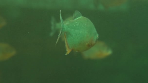 Group of piranhas or pirambebas float in special tank. Serrasalmus are dangerous predators. — Stock Video