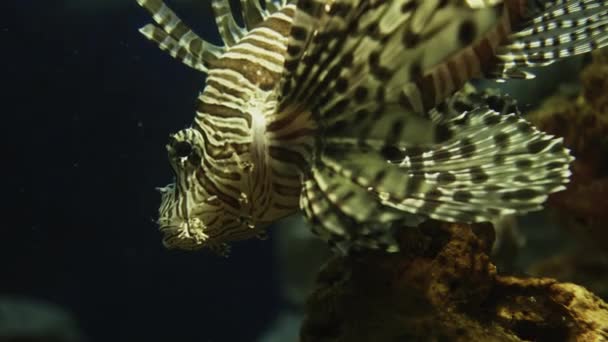 Red lionfish, Pterois volitans or zebrafish. Venomous coral reef fish floats in special aquarium tank. — Stock Video