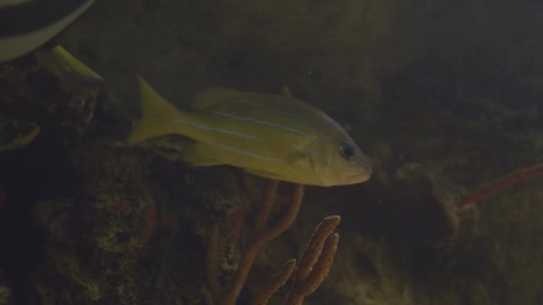 Созревший окунь, голубой морской окунь или голубой окунь. Lutjanus kasmira, рыба-хищник желтого цвета плавает в специальном аквариуме. — стоковое видео