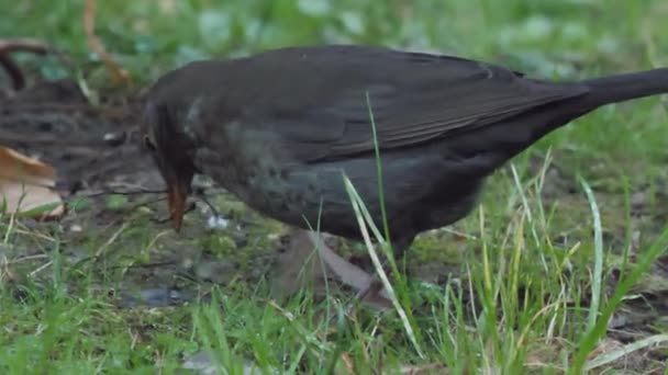 雌の共通の黒鳥やトゥルドゥス・メルーラは巣作りのために小枝を集める。野生動物の暗い鳥。ソチロシア. — ストック動画