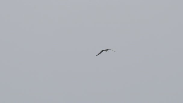 Fliegende weiße Möwe auf grauem bewölkten Himmel Hintergrund. Wandervogel in freier Wildbahn. Sotschi, Russland. — Stockvideo