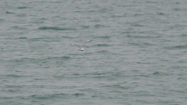 Fliegende weiße Möwe auf grauem Meeresgrund. Vogelzug über dem Schwarzen Meer. Sotschi, Russland. — Stockvideo