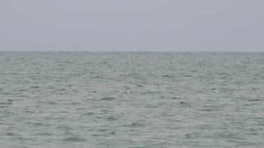 Gri bulutlu arka planda uçan beyaz martılar. Karadeniz üzerinde hareket eden kuşlar. Soçi, Rusya.