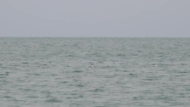Політ білих чайок на сірому хмарному тлі неба. Птахи перелітають через Чорне море. Сочі (Росія). — стокове відео