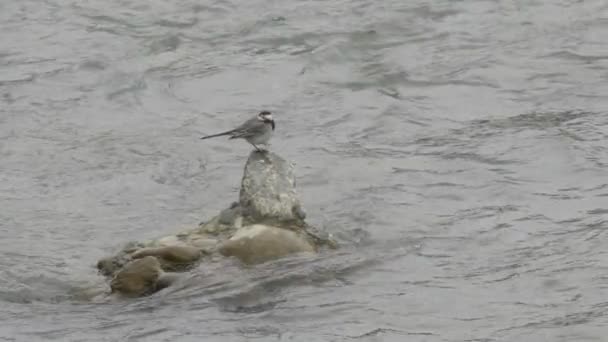 Wagtail blanco o Motacilla alba. Pájaro paseriforme en piedra entre las olas de espuma en la superficie del agua. Corriente del río Sochi, Rusia. — Vídeos de Stock