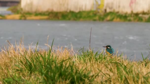 ユーラシアのカワセミやアルセドこれ。水の上に草の上に座って魚を待つカラフルな鳥. — ストック動画
