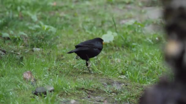 Pássaro-negro comum ou cádmio merula à procura de comida na grama. Pássaro negro macho na vida selvagem. Sochi, Rússia. — Vídeo de Stock