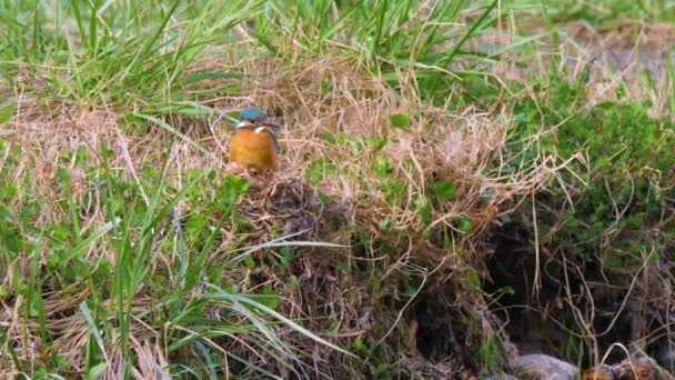 Der Eisvogel oder Alcedo tun dies. Bunter Vogel sitzt auf Gras über dem Wasser und wartet auf Fische. — Stockvideo