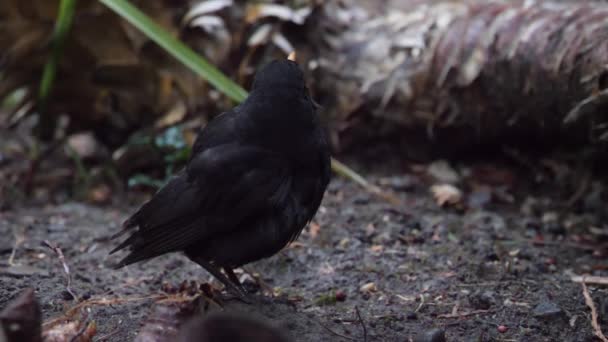 El mirlo común lesionado o Turdus merula mira cautelosamente a la cámara. Un pájaro oscuro con la piel desnuda en la espalda se va a escapar. Sochi, Rusia. — Vídeos de Stock