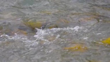 Su yüzeyinde köpük dalgaları. Dağlardan şehre akan Soçi nehri deresi. Soçi, Rusya.