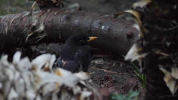 Zraněný obyčejný kos nebo Turdus merula se ostražitě dívá do kamery. Tmavý pták s holou kůží na zádech odskočí. Soči, Rusko. — Stock video