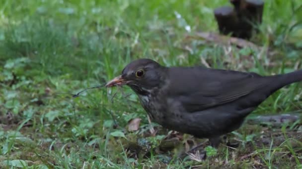 雌の共通の黒鳥やトゥルドゥス・メルーラは巣作りのために小枝を集める。野生動物の暗い鳥。ソチロシア. — ストック動画