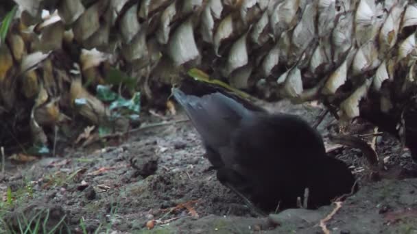 Burung hitam biasa atau Turdus merula mencari makanan di rumput. Burung hitam jantan di alam liar. Sochi, Rusia. — Stok Video