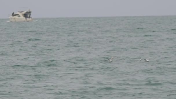 Gri bulutlu arka planda uçan beyaz martı. Karadeniz üzerinde hareket eden bir kuş. Soçi, Rusya. — Stok video
