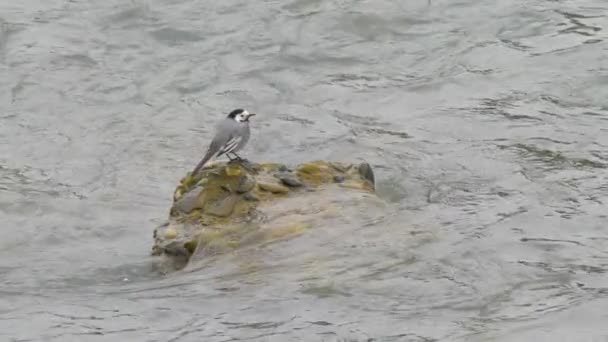 Wagtail blanco o Motacilla alba. Pájaro paseriforme en piedra entre las olas de espuma en la superficie del agua. Corriente del río Sochi, Rusia. — Vídeos de Stock
