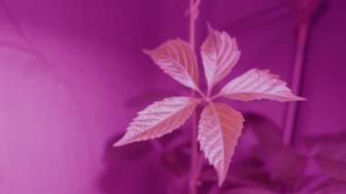 Virginia sarmaşığı, Victoria sarmaşığı, beş yapraklı sarmaşık ya da lambanın altında morumsu bir ışık. İyi büyüme için özel pembe ampul Partenocissus quinquefolia.