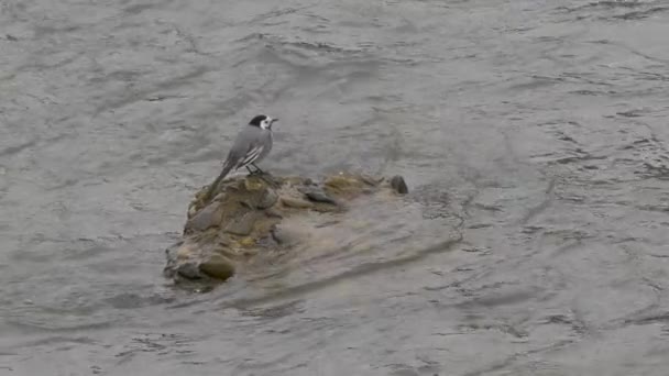 Wagtail blanco o Motacilla alba. Pájaro paseriforme en piedra entre las olas de espuma en la superficie del agua. Corriente del río Sochi, Rusia. — Vídeos de Stock