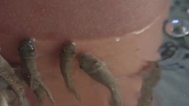 Kadın elini Red Garra ya da Garra Rufa balıklarıyla akvaryuma sokuyor. Ya da Doktor Balık ya da Kemirgen Balığı olarak da bilinir. Turistler için spa merkezi.