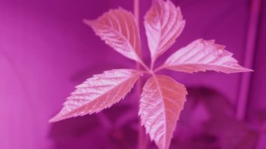 Virginia sarmaşığı, Victoria sarmaşığı, beş yapraklı sarmaşık ya da lambanın altında morumsu bir ışık. İyi büyüme için özel pembe ampul Partenocissus quinquefolia.