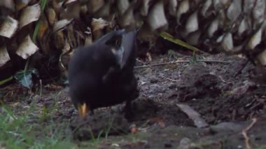 Sıradan bir karatavuk ya da çimenlerde yiyecek arayan Turdus Merula. Vahşi doğada erkek kara kuş. Soçi, Rusya.