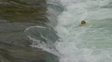 Plastik şişe suyun yüzeyindeki köpük dalgalarında sallanır. Rusya 'nın Sochi Nehri' ndeki çöplük..