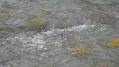 Su yüzeyinde köpük dalgaları. Dağlardan şehre akan Soçi nehri deresi. Soçi, Rusya.