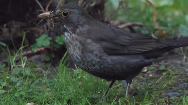 Самка обыкновенного дрозда или Turdus merula собирает ветки для строительства гнезда. Темная птица в дикой природе. Сочи, Россия. — стоковое видео