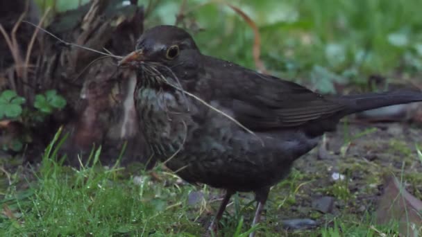 Самка обыкновенного дрозда или Turdus merula собирает ветки для строительства гнезда. Темная птица в дикой природе. Сочи, Россия. — стоковое видео