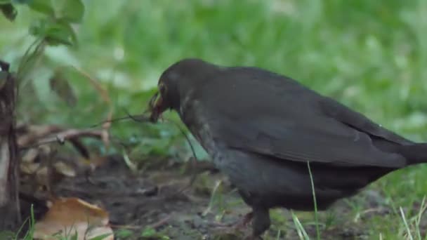 Le merle commun femelle ou Turdus merula recueille des brindilles pour la construction de nids. Oiseau sombre dans la faune. Sotchi, Russie. — Video