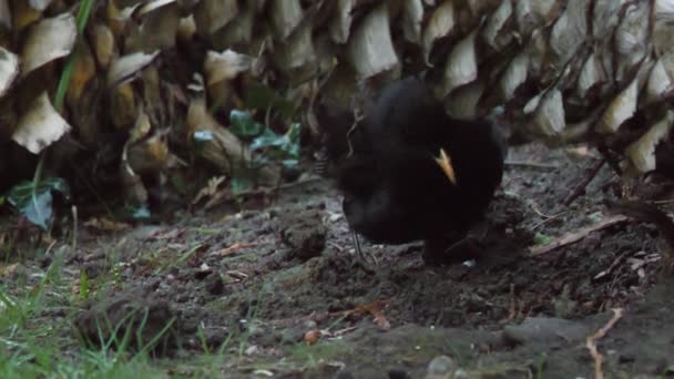 Obyčejný kos nebo Turdus merula hledající potravu na trávě. Černý pták v divočině. Soči, Rusko. — Stock video