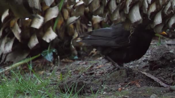 Pássaro-negro comum ou cádmio merula à procura de comida na grama. Pássaro negro macho na vida selvagem. Sochi, Rússia. — Vídeo de Stock