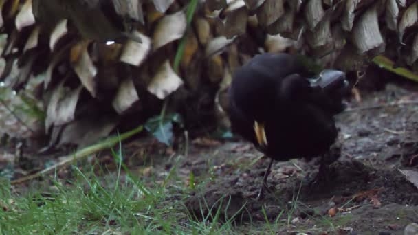 Vanlig koltrast eller Turdus merula letar efter mat på gräs. En manlig mörk fågel i djurlivet. Sotji, Ryssland. — Stockvideo