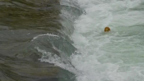 Kunststof fles bobt op schuim golven op het oppervlak van water. Nest in de rivier de Sotsji, Rusland. — Stockvideo